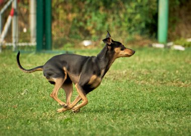 Köpek parkta koşuyor..