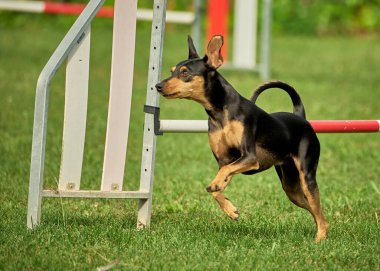 Bir köpek çeviklikle koşuyor..