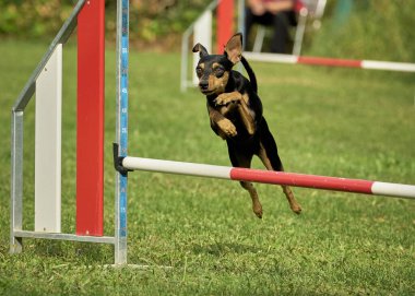 Köpek çevikliğin üzerinden atlıyor.