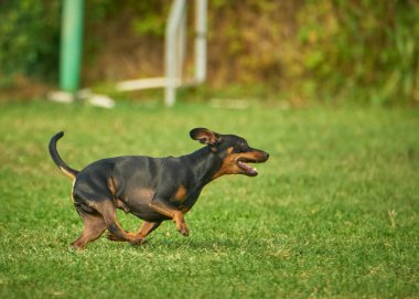 Doberman Scher parkta koşuyor.