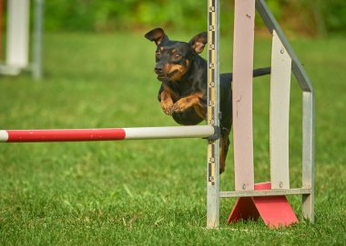 Yazın çeviklik kursunda köpek