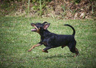 Siyah arka planı olan siyah bir köpek..