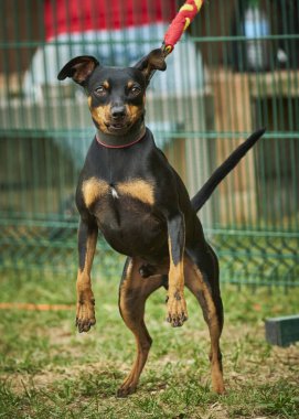 Parktaki sevimli köpek.