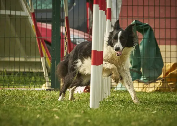 Sınır çoban köpeği çeviklik kursunda.