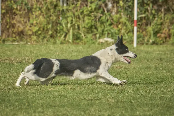 Köpek parkta tarlada oynuyor.