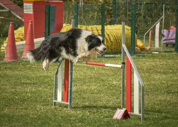 Köpek çevikliği. Çeviklik parkında bir köpek, ki bu büyük bir yarışma..