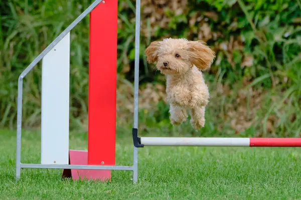 Köpek çevikliğin üzerine atlıyor.