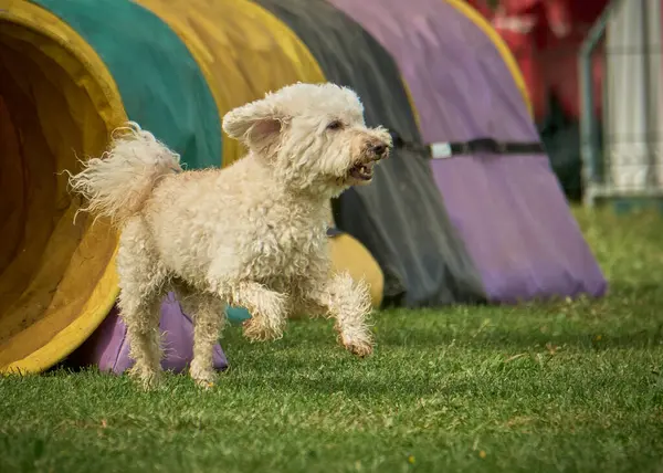 Çimlerin üzerindeki köpek