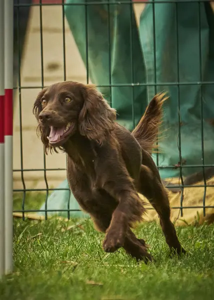 bir köpek çim portresi