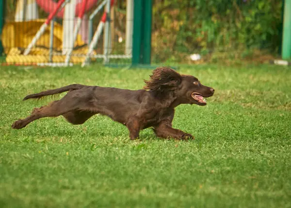 Köpek çiftleşmesi Alman çoban köpeği