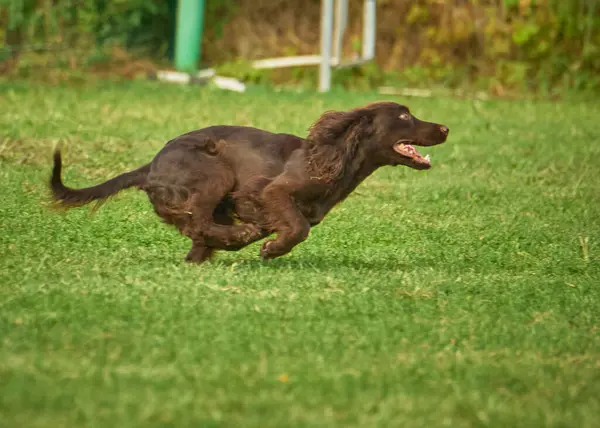 Labrador Retriever parkta koşuyor..