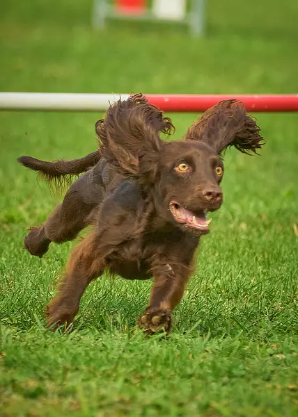 Köpek cinsi cocker spanyel yeşil çimlerde