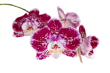 Orkideler, orkideler, orkideler, pembe orkide çiçekleri ve beyaz arkaplanda armut tonları.