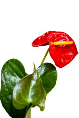 Nöropik Anthurium, anthurium, ayrıca anthurium, flamingo çiçeği ya da dikey beyaz arka planda bir domuzun kuyruk bitkisi olarak da bilinir.