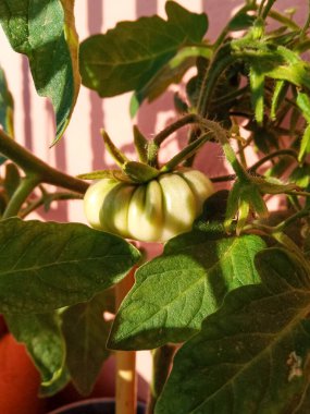 Domates bitkisi şehir bahçesinde. Balkona ekilmiş yeşil domates.