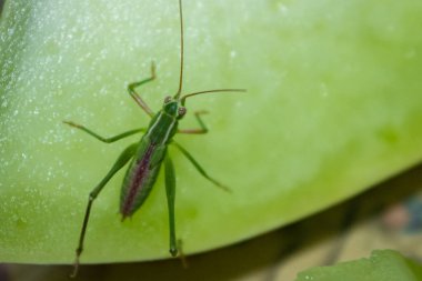 Bir katydid bir dilim balçığa kamufle olur.. 