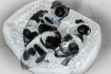 4 haftalık mavi topuklular.