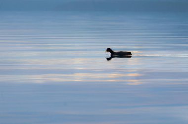 Gün batımında sakin suda yüzen ördek