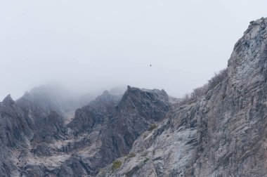 Dağın tepesinde sisli bir kuş.