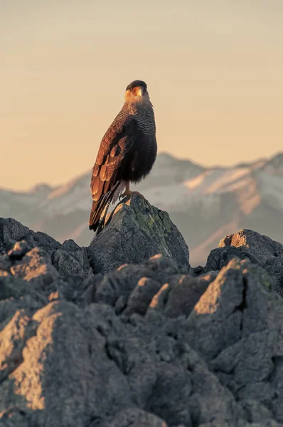 Vogel Auf Einem Felsen Auf Dem Gipfel Des Berges Bei — Stockfoto