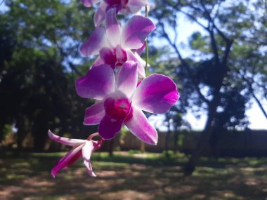 Bahçede bir ağaca bağlı pembe orkide çiçekleri.