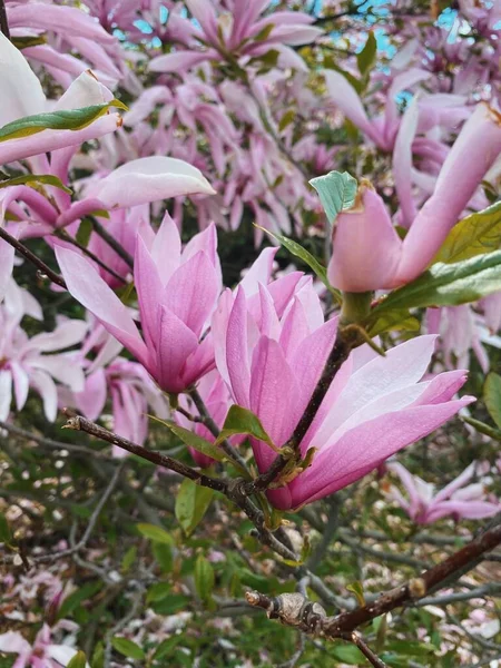 Różowa Magnolia Kijowie — Zdjęcie stockowe