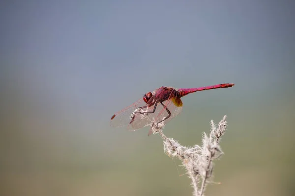 Červená Šipka Vážky Sedící Suché Větvi Albufera Gaianes Krásným Modrým — Stock fotografie
