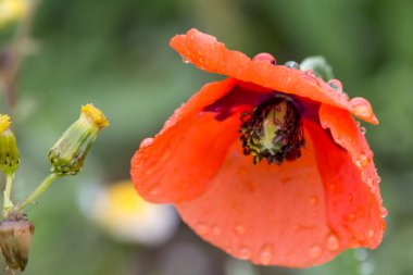 Su damlalı gelincik (Papaver dubium)