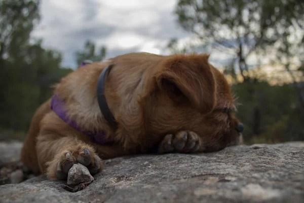 Mein Hund Nami Schläft Auf Einem Felsen Der Sierra Mariola — Stockfoto