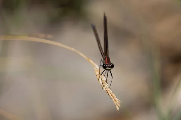 Dragonfly Calopteryx Геморой Відпочиває Сухій Траві — стокове фото