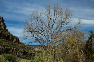 Serpis nehrinin yatağında yaprak döken bir ağaç.