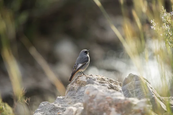 stock image Phoenicurus ochruros, Black Redstart on rock in Ruta del Serpis, Spain