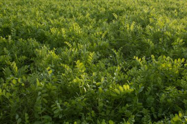 Güneş ışığı ve gölgelerle Vicia sativa 'nın gelişimi