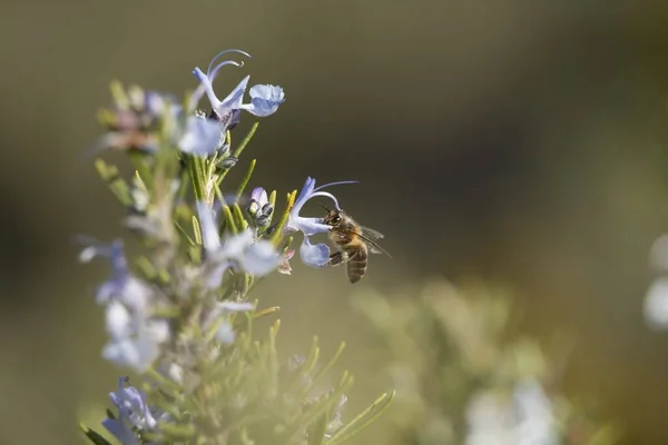 Avrupa arısı (apis mellifera) güzel bir bulanıklıkla uçarken ve güneş biberiye bitkilerini yansıtırken