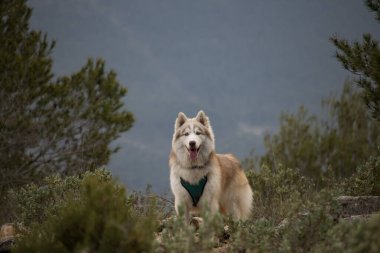Güzel Sibirya Husky köpeğinin portresi