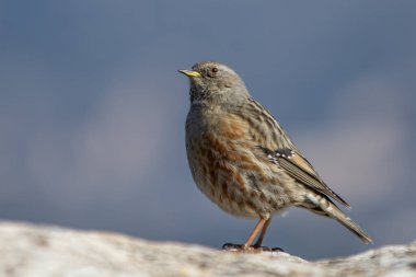 Parc Natural Voltors, Alcoy 'daki kayalar üzerinde Alp aksanı