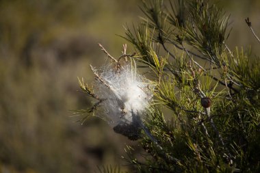 Çam dallarında ipeksi işlemeli yuva.