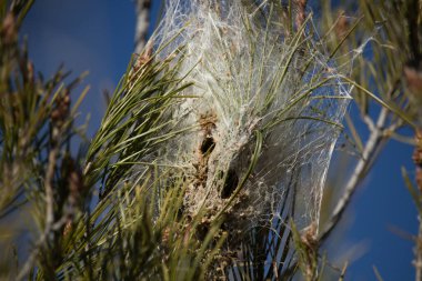 Çam dallarında ipeksi işlemeli yuva.