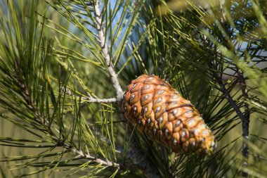 Bir çam kozalağı ve dallara yakın çekim