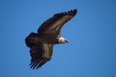 Parc Natural Voltors, Alcoy 'daki Canyet Projesi' nden Griffon akbabası.