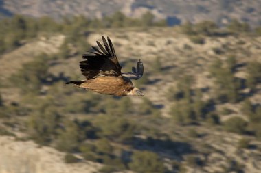 Parktaki çıngıraklar doğal olarak voltajı düşürür. Alcoy voltajı ve arka planda çam ağaçları olan dağlık bir alan.