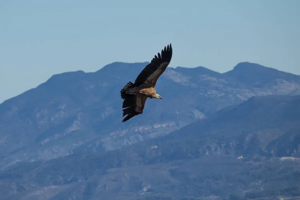 以Sierra Aitana为背景的Parc Natural Dels Voltors的Griffon秃鹫 — 图库照片