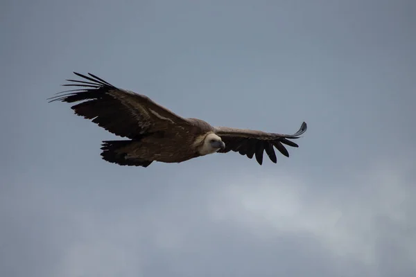 西班牙酒精中毒多云天气下Parc Natural Dels Voltor的Griffon秃鹫 — 图库照片