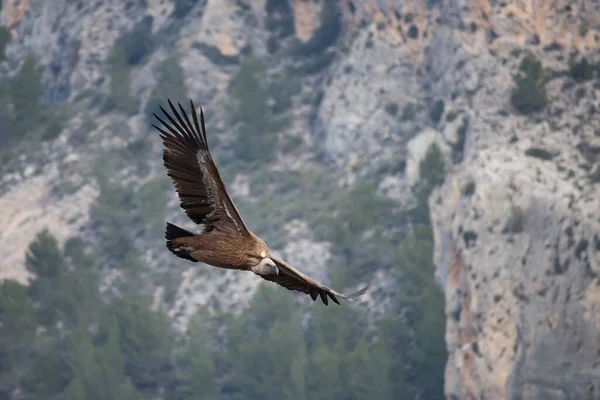 Griffon秃鹫在酿酒业的Barranc Del Cint上空盘旋 — 图库照片
