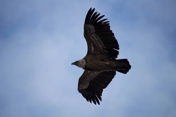 Parc Natural Dels Voltors Alcohol Y中投射犬的Griffon秃鹫 — 图库照片