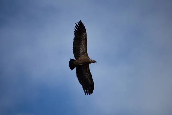 Фулвус Видимый Снизу Полностью Раскрытыми Крыльями Природном Парке Voltors Alcoy — стоковое фото
