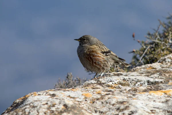 stock image Alpine accentor on rock in the Parc Natural dels Voltors, Alcoy