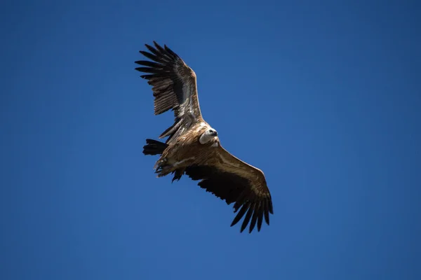 Sęp Płowy Zmieniający Kierunek Lotu Niebieskim Tle Nieba Parc Natural — Zdjęcie stockowe