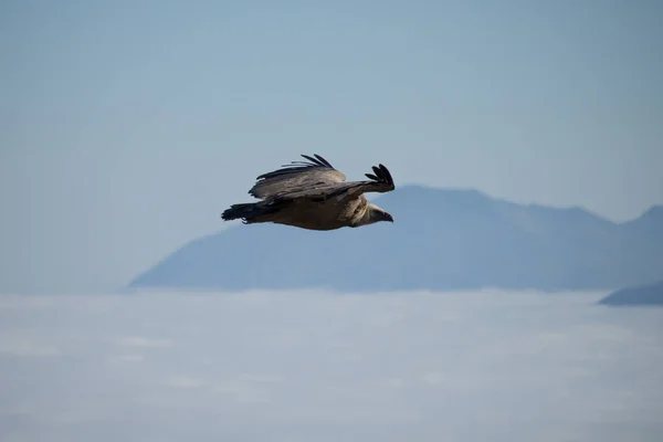 Griffon Vulture Mountainous Background Fog Valley Cocentaina — Stock Photo, Image