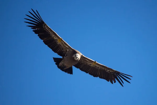 格里芬秃鹫在Parc Natural Dels Voltors Alcohol Y中飞行 — 图库照片